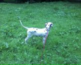 Антон Котов фотография #46 (источник - https://vk.com/id288997)