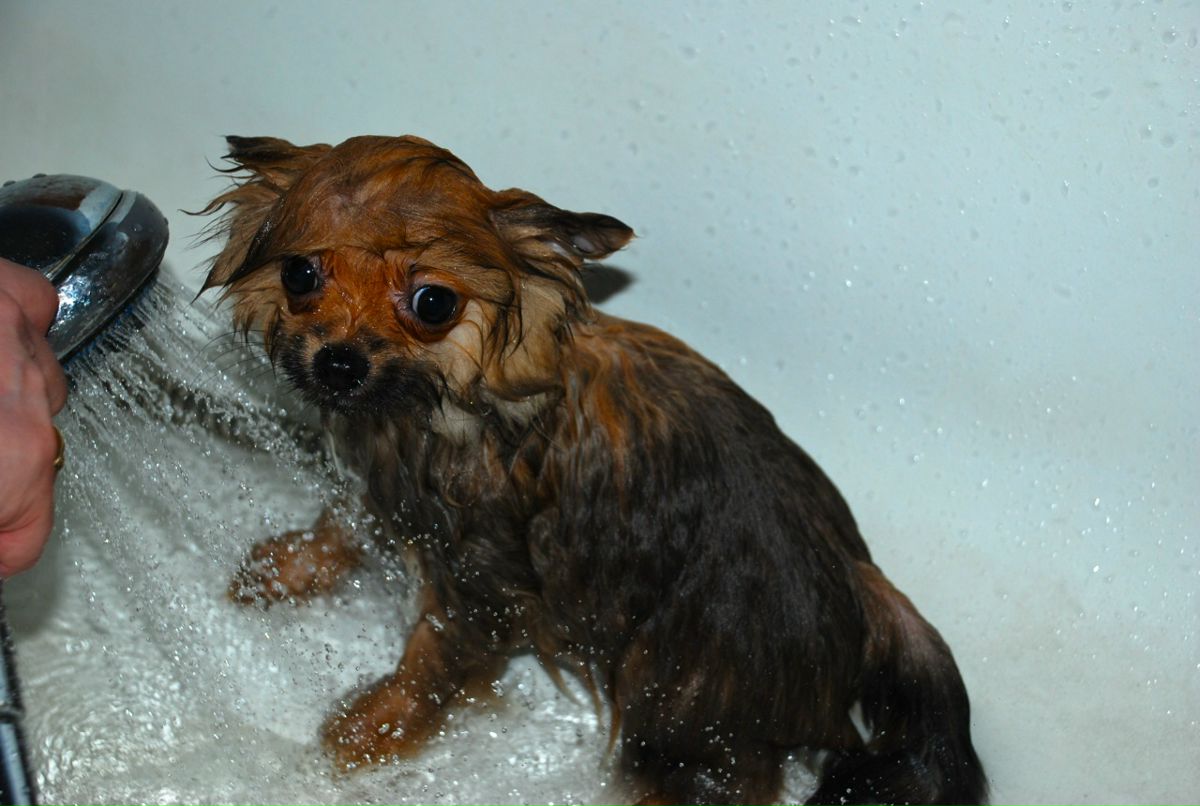 Катя Серебряная фотография #10