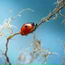 Фотография Бревдо Яны