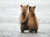 Фотография Rabbit Jessica