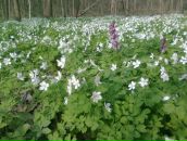 Діма Бучківський фотография #42 (источник - https://vk.com/id49814888)