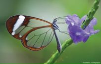 Фотография Холмовской Надежды