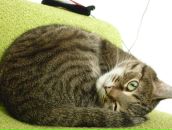 Фотография Никитиной Олеси