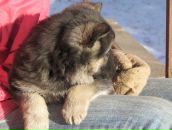 Вікторія Кащенко фотография #12 (источник - https://vk.com/id7363693)