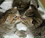 Іванна Шилівська фотография #50 (источник - https://vk.com/id132116704)