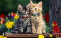 Фотография Решетниковой Виктории