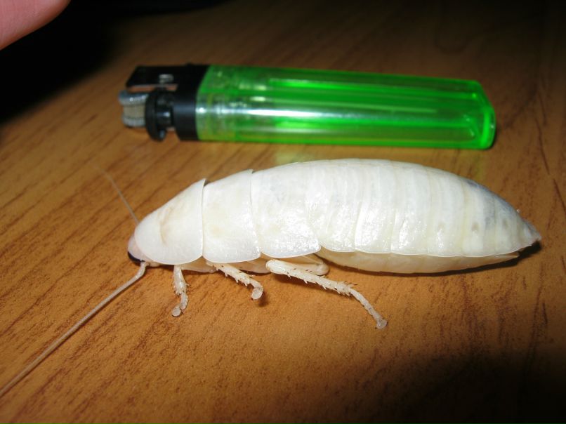 Дмитрий Курицын фотография #20