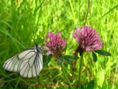 Фотография Чадаевой Наталии