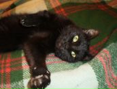 Liya Rf фотография #31 (источник - https://vk.com/id7710859)