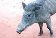 Кса На фотография #19 (источник - https://vk.com/id3671604)