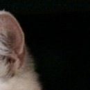 Вікторія Павлюк фотография #50 (источник - https://vk.com/id136039118)