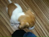 Диман Бабаскин фотография #45 (источник - https://vk.com/id8828617)