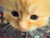 Фотография Румянцевой Екатерины