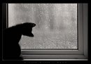 Мафік Кіт фотография #24 (источник - https://vk.com/id31292097)