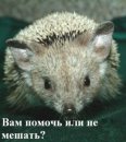 Фотография Подлипалина Станислава