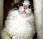 Фотография Краснолуцкого Сергея