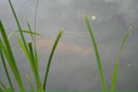 Lenka Bashirova фотография #33 (источник - https://vk.com/id3671995)