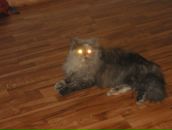 Фотография Карташова Дмитрия