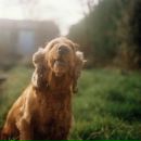 Фотография Дениса Дениса