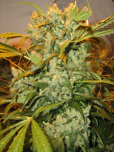 Blz Bud фото №5