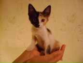 Фотография Сейкиной Дарьи