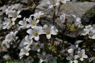 Nick N фотография #39 (источник - https://vk.com/id16209708)