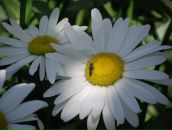 Людмила Кліщ фотография #47 (источник - https://vk.com/id69182397)