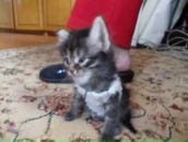 Ксения Васенкова фотография #15 (источник - https://vk.com/id3094640)