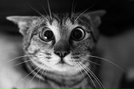 Fred Dead фотография #13 (источник - https://vk.com/id6530539)