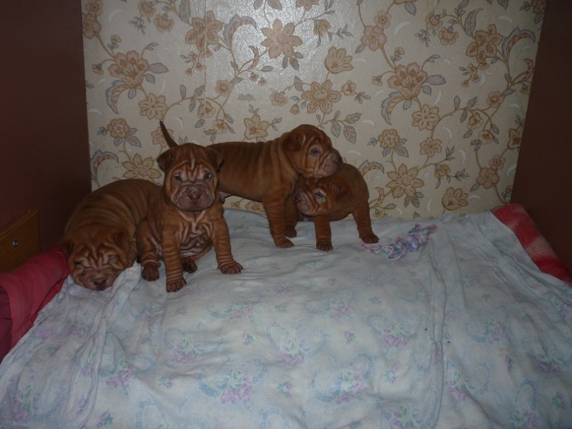 Дмитрий Малов фотография #11