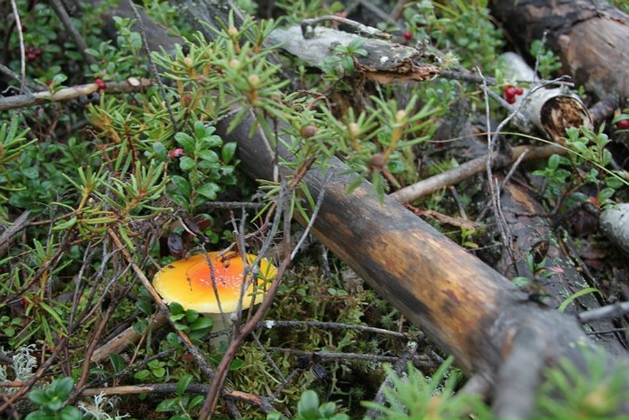 Дмитрий Кушкин фото №19