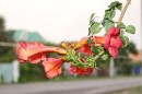 Альбіночка Сороцька фотография #2 (источник - https://vk.com/id84864747)