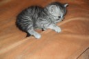 Кот Салтыков фотография #13 (источник - https://vk.com/id82408447)