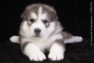 Фотография Петровой Светланы