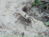 Юрій Правдивий фотография #6 (источник - https://vk.com/id4605219)