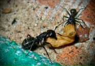 Йохан Кашпировский фотография #14 (источник - https://vk.com/id3096701)