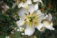 Фотография Куракиной Елены