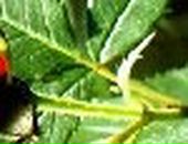 Людка Марціновська фотография #3 (источник - https://vk.com/id112256199)