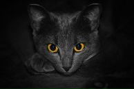 Фотография Шипилова Ильи